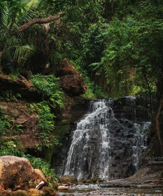 Chapada do Araripe floresta